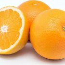 Tree Semi-Dwarf Live Plant 3 pcs Fruit Live Plant Valencia Orange