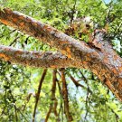 5pcs Live Plant Tree Chinese (Lacebark) Elm Trees Ulmus parvifolia