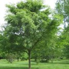 Chinese (Lacebark) Elm Trees Ulmus parvifolia 10pcs Live Plant Tree