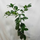 1pcs Dwarf Thompson Pink Grapefruit Tree  Citrus Live Plant