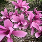Fower Trees Plant 2pcs Ann Magnolia Trees Live Bareroot Plants Magnolia liliflora 'Nigra'