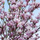 Trees Live Bareroot Plants Magnolia liliflora 'Nigra' Flower Trees Plant 4pcs Ann Magnolia