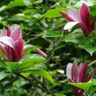 Trees Live Bareroot Plants Magnolia liliflora 'Nigra' Flower Trees Plant 6pcs Ann Magnolia
