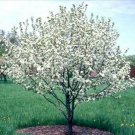 1pcs Sargent Crabapple Tree/Shrub Live Plant Malus sargentii
