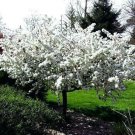 Fresh Tree 2pcs Sargent Crabapple Tree/Shrub Live Plant Malus sargentii
