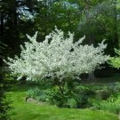 Crabapple Tree/Shrub Live Plant Malus sargentii Fresh Tree 4pcs Sargent
