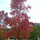 Live Plant 2 River Birch Trees Live Plants Bareroot Betula nigra