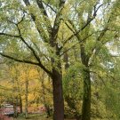 Trees Live Plants Bareroot Betula nigra Live Plant 4 River Birch