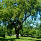 Betula nigra Live Plant 8 River Birch Trees Live Plants Bareroot
