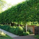 1pcs American Hornbeam Tree Live Plant Carpinus caroliniana