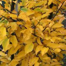 Tree Plant Green 2pcs American Hornbeam Tree Live Plant Carpinus caroliniana
