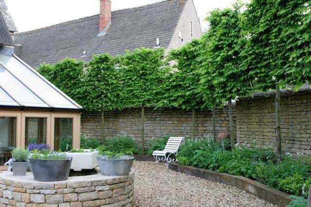 Tree Plant Green 4pcs American Hornbeam Tree Live Plant Carpinus caroliniana