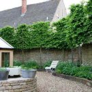 Tree Plant Green 4pcs American Hornbeam Tree Live Plant Carpinus caroliniana