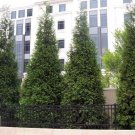 Thuja Green Giant Arborvitae Trees/Shrubs Tree Live Plant 200 pcs