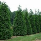 Green Trees/Shrubs Tree Live Plant 400 pcs Thuja Green Giant Arborvitae