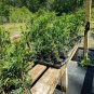 Thuja Green Giant Arborvitae Trees/Shrubs Tree Live Plant 200 pcs