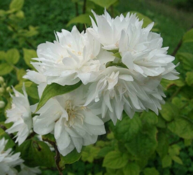 5pcs Minnesota Snowflake Mockorange Shrubs Live Plants Bareroot