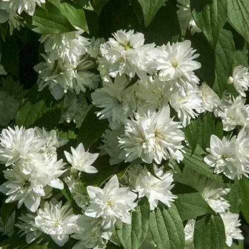 Flower White 10pcs Minnesota Snowflake Mockorange Shrubs Live Plants Bareroot