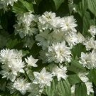 Flower White 10pcs Minnesota Snowflake Mockorange Shrubs Live Plants Bareroot