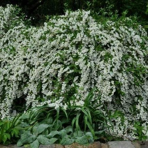Snowflake Mockorange Shrubs Live Plants Bareroot Flower White 20pcs Minnesota
