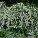 Snowflake Mockorange Shrubs Live Plants Bareroot Flower White 20pcs Minnesota