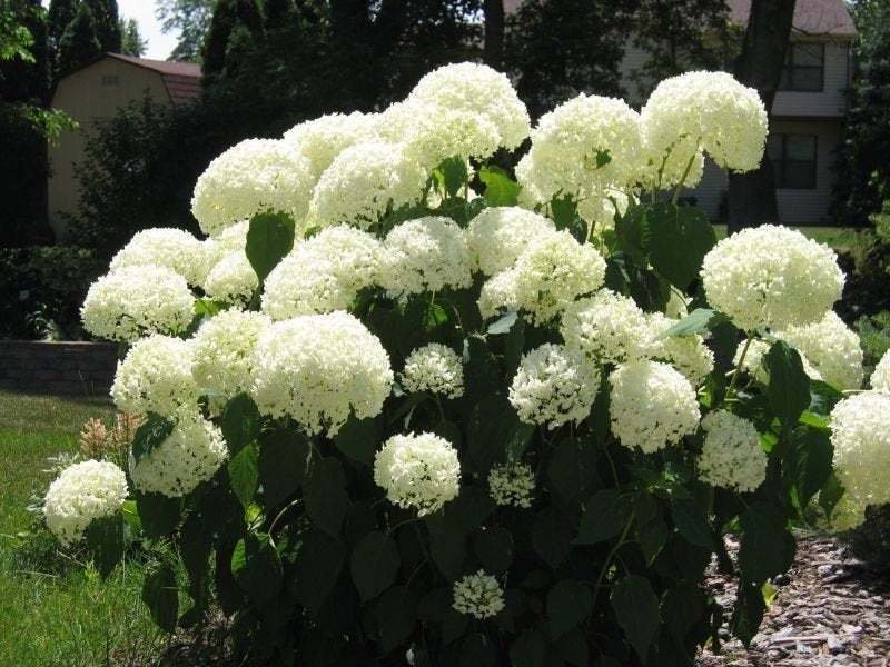 1pcs Fashioned Snowball Shrub Live Plant Viburnum opulus roseum