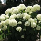 1pcs Fashioned Snowball Shrub Live Plant Viburnum opulus roseum