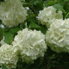 Flower White Beauty 2pcs Fashioned Snowball Shrub Live Plant Viburnum opulus roseum