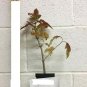 Snowball Shrub Live Plant Viburnum opulus roseum Flower White Beauty 4pcs Fashioned
