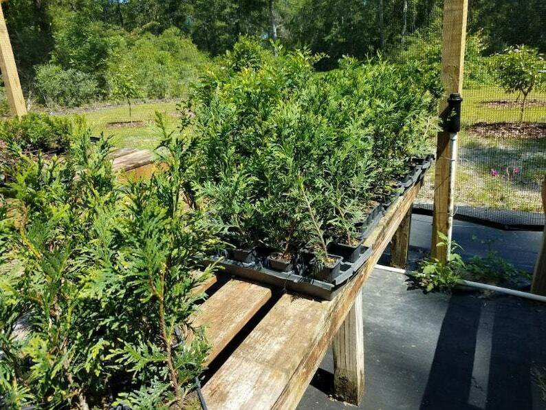 Live Plant 4 Thuja Green Giant Arborvitae Trees/Shrubs