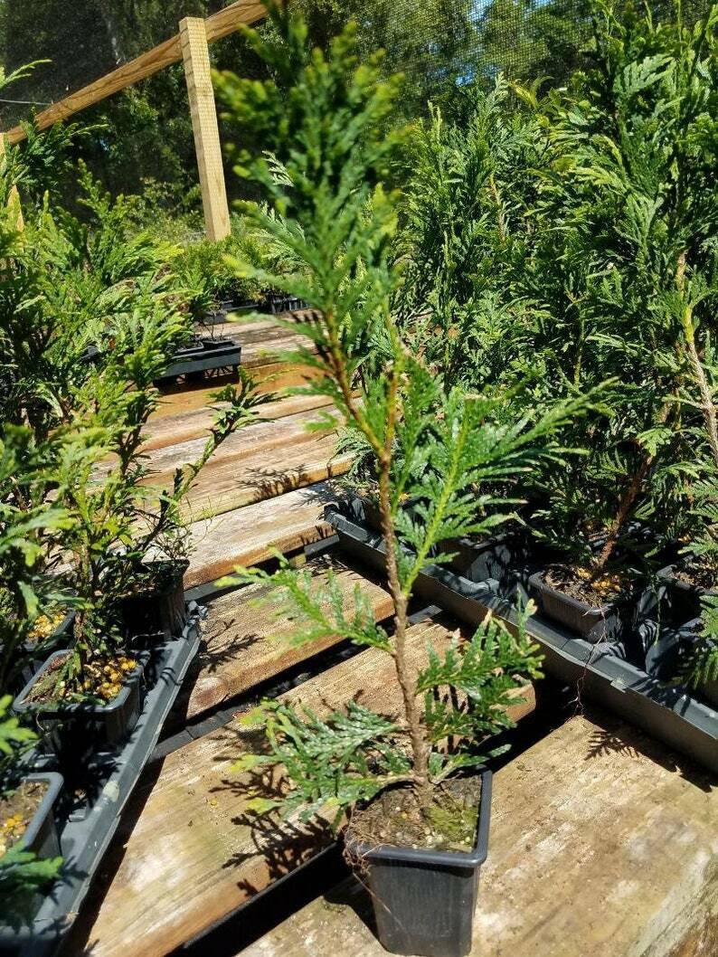 Tree View House Live Plant 8 Thuja Green Giant Arborvitae Trees/Shrubs