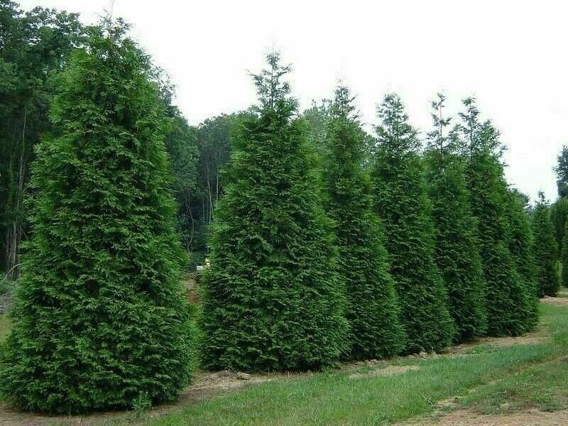 Giant Arborvitae Trees/Shrubs Tree View House Live Plant 16 Thuja Green