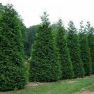 Giant Arborvitae Trees/Shrubs Tree View House Live Plant 16 Thuja Green