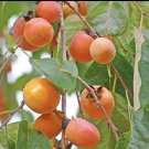 1pcs American Persimmon Tree Live Bareroot Plant Seedsling