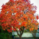 Tree Live Bareroot Plant Seedsling 2pcs American Persimmon