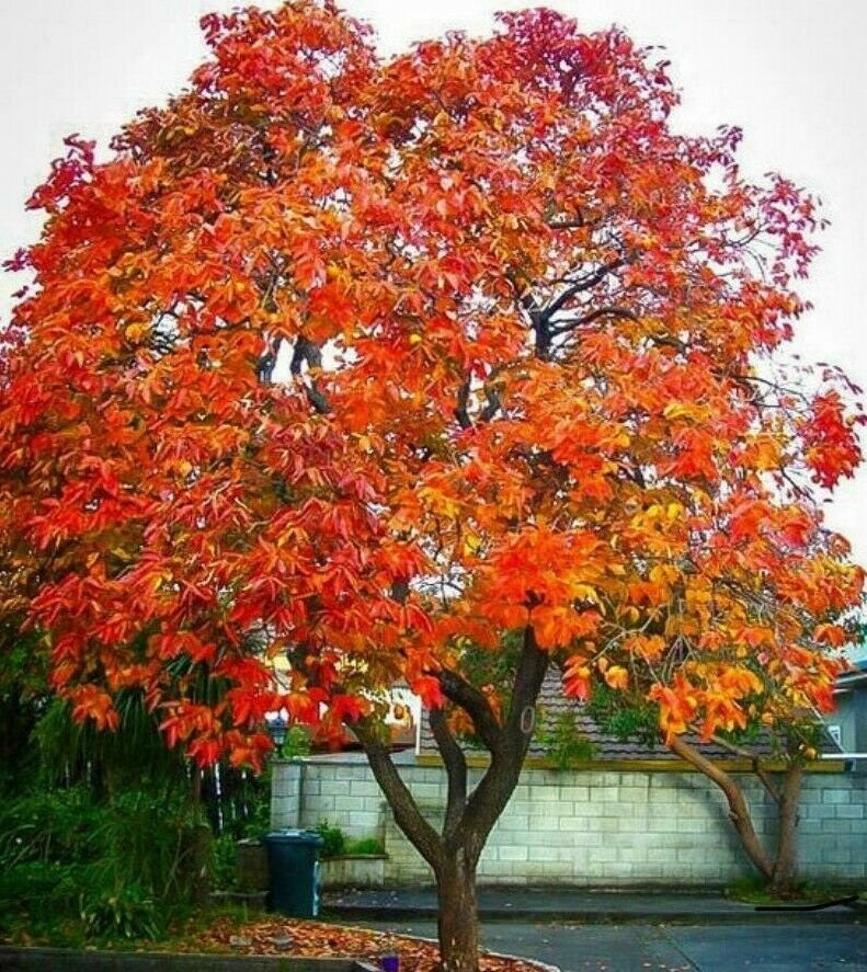 Fresh Tree Live Bareroot Plant Seedsling 4pcs American Persimmon