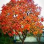 Fresh Tree Live Bareroot Plant Seedsling 4pcs American Persimmon