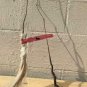 1pcs American Persimmon Tree Live Bareroot Plant Seedsling