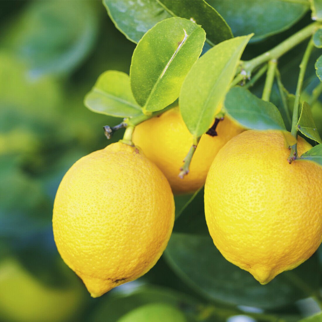 1pcs Fruit Plant Dwarf Harvey Lemon Tree - Live Grafted Citrus Plant