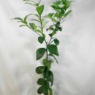 Harvey Lemon Tree Live Grafted Citrus Plant 2pcs Fruit Plant Dwarf