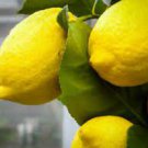 Citrus Plant 4pcs Fruit Plant Dwarf Harvey Lemon Tree Live Grafted