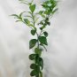 1pcs Fruit Plant Dwarf Harvey Lemon Tree - Live Grafted Citrus Plant