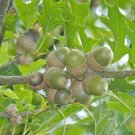 5pcs Nuttall Oak Trees Live Plants Bareroot Quercus texana