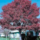 Live Plants Bareroot Quercus texana 10pcs Nuttall Oak Trees