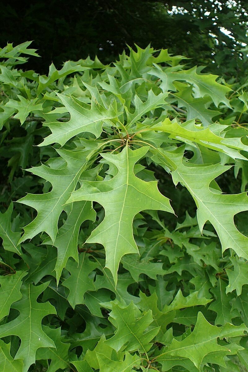 Texana 20pcs Nuttall Oak Trees Live Plants Bareroot Quercus