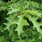 Texana 20pcs Nuttall Oak Trees Live Plants Bareroot Quercus