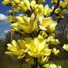 1pcs Flower Yellow Bird Magnolia Tree/Shrub Live Plant - Potted Seedling