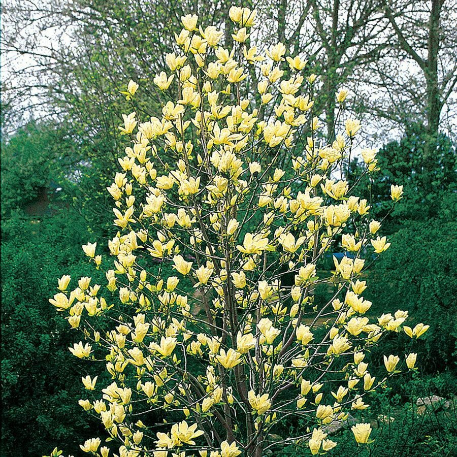 Live Plant Tree/Shrub Live Plant - Potted Seedling 2pcs Flower Yellow Bird Magnolia