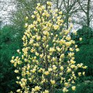 Live Plant Tree/Shrub Live Plant - Potted Seedling 2pcs Flower Yellow Bird Magnolia