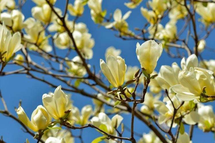 Flower Yellow Bird Magnolia Live Plant Tree/Shrub Live Plant Potted Seedling 4pcs